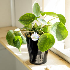 Chinesische Geldpflanze (Pilea Peperomioids) Für Den Innenbereich, Moderne Zimmerpflanze in Schwarzem Keramiktopf