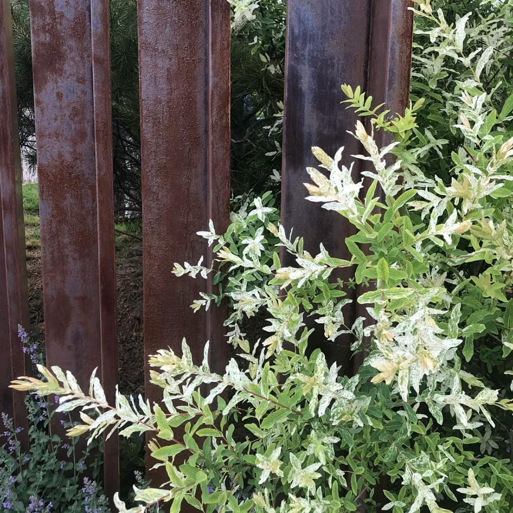Harlekinweidesamen, Balkonpflanzen Salix Integra, Exotische Baumsamen Gartenarbeit Geschenk Kübelpflanzen Sträucher Winterhart Seltene 300Pcs