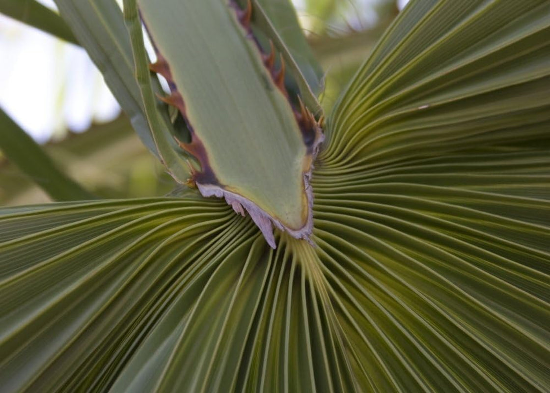 SAFLAX - Washingtonia Fächerpalme - 12 Samen - Mit Keimfreiem Anzuchtsubstrat - Washingtonia Robusta