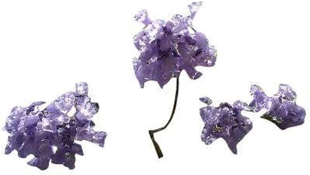 1000 Samen Palisanderbaum -Jacaranda Mimosifolia- -Blaue-Blüten-