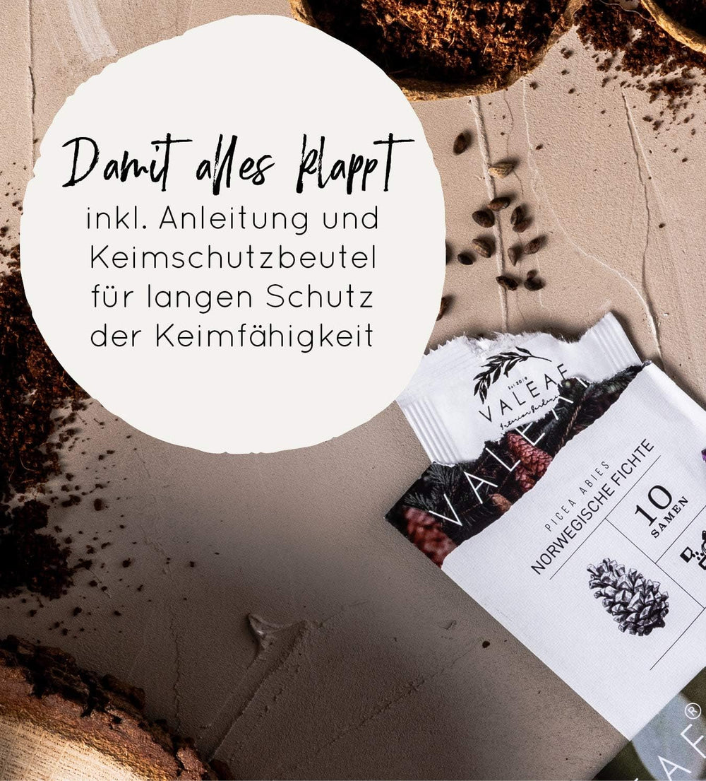 10 bonsai mag 5 kontinensről | Egzotikus famagok egyedi bonsaihoz | Kezdőkészlet és a növények szerelmesei | Bonsai készletünk különleges ajándékötlet