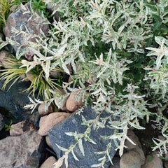 Harlekinweidesamen, Balkonpflanzen Salix Integra, Exotische Baumsamen Gartenarbeit Geschenk Kübelpflanzen Sträucher Winterhart Seltene 300Pcs
