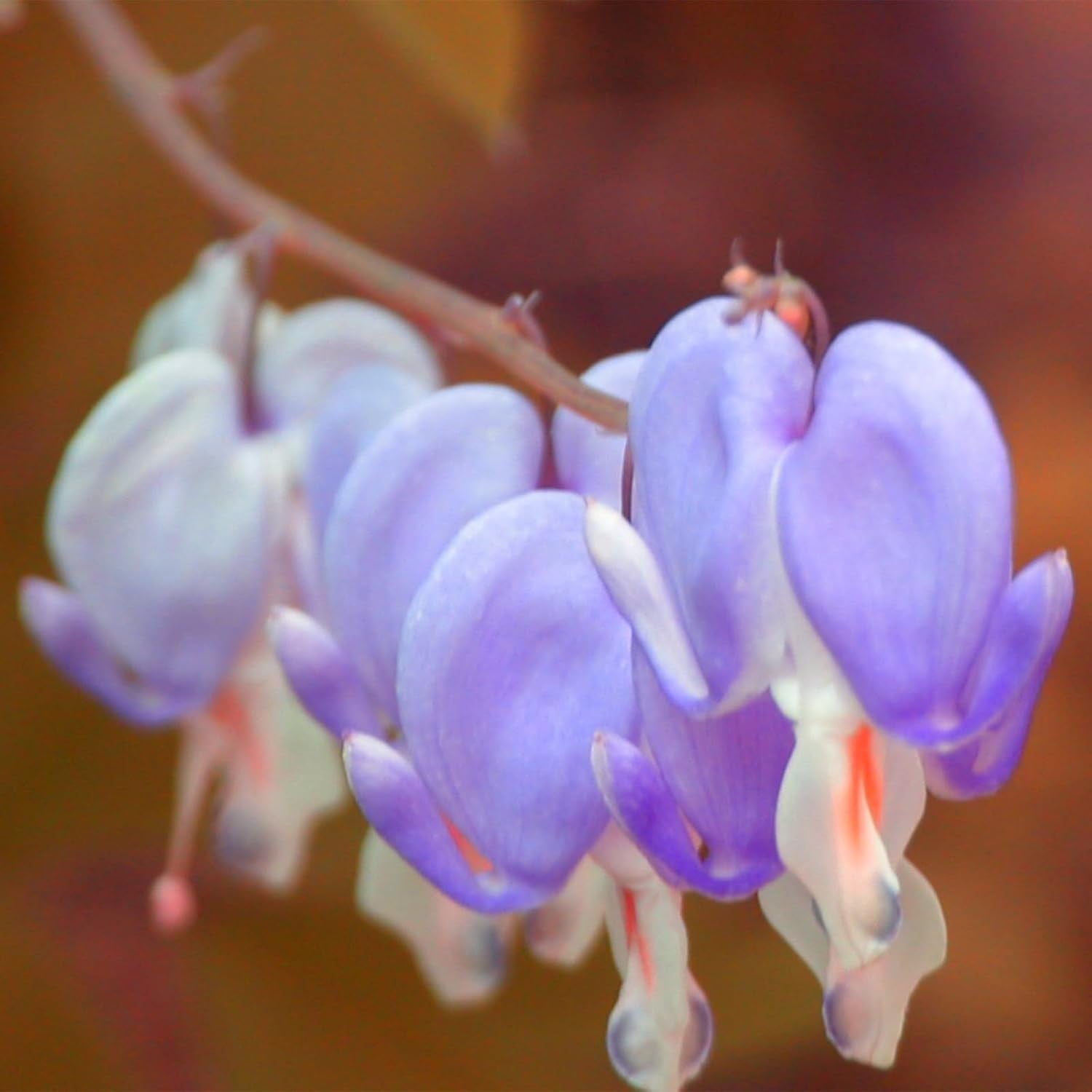 Lebende Pflanzen, Mehrjährige Blumenzwiebel ist winterhart, Winterhart pflanzen, Mysteriöse magische Glühbirne, Blumenzwiebel Mix-4 Oxalis Triangularis Blumenzwiebeln