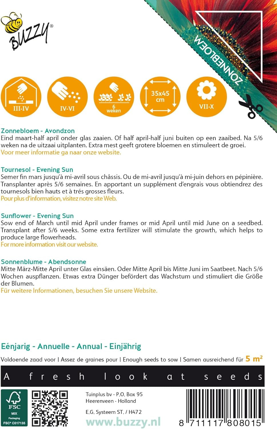 Napos virágok, napraforgók, esti napsütés