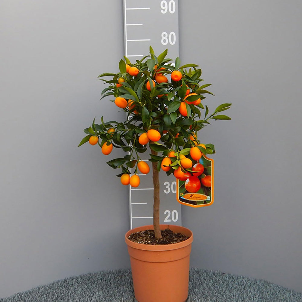 SAVINI VIVAI Kumquat-Pflanze, Chinesischer Mandarin-Kumquat-Zitrusbaum Im 20 Cm Topf, Höhe 70 Cm, 2-3 Jahre Veredelung, Hergestellt in Italien