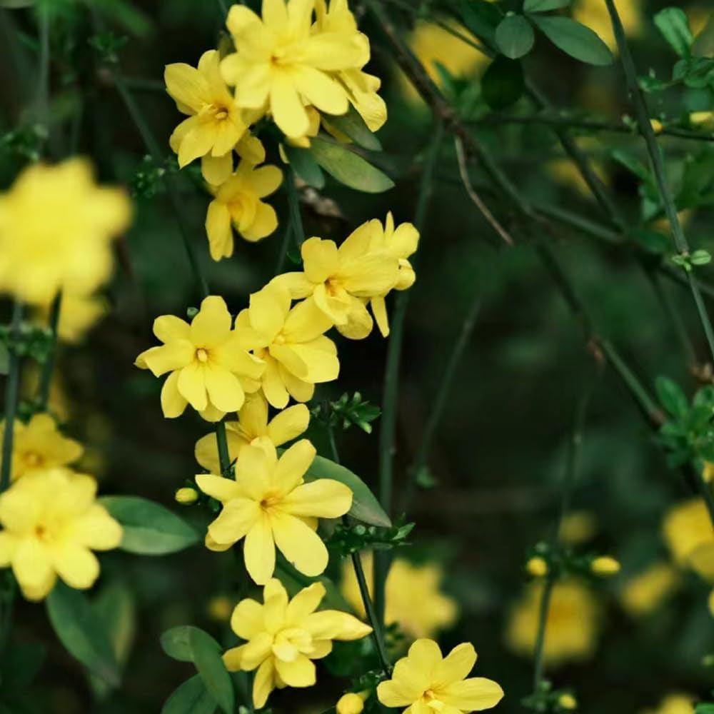 Winterjasmin Blumenbeet Sträucher Winterhart Blühend Winterjasminsamen Hochbeet Kräuterpflanzen Minigarten Blumensamen Mehrjährig Winterhart Balkonpflanzen Exotische Blumenwiese 200Samen