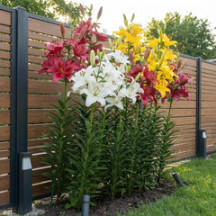 Óriás liliomhagymák gyűjteménye (15 virághagyma), 5 illatos fajta, színenként 5, holland Hardy évelő keverék a kertben (nagy hagymás, mag nélküli)