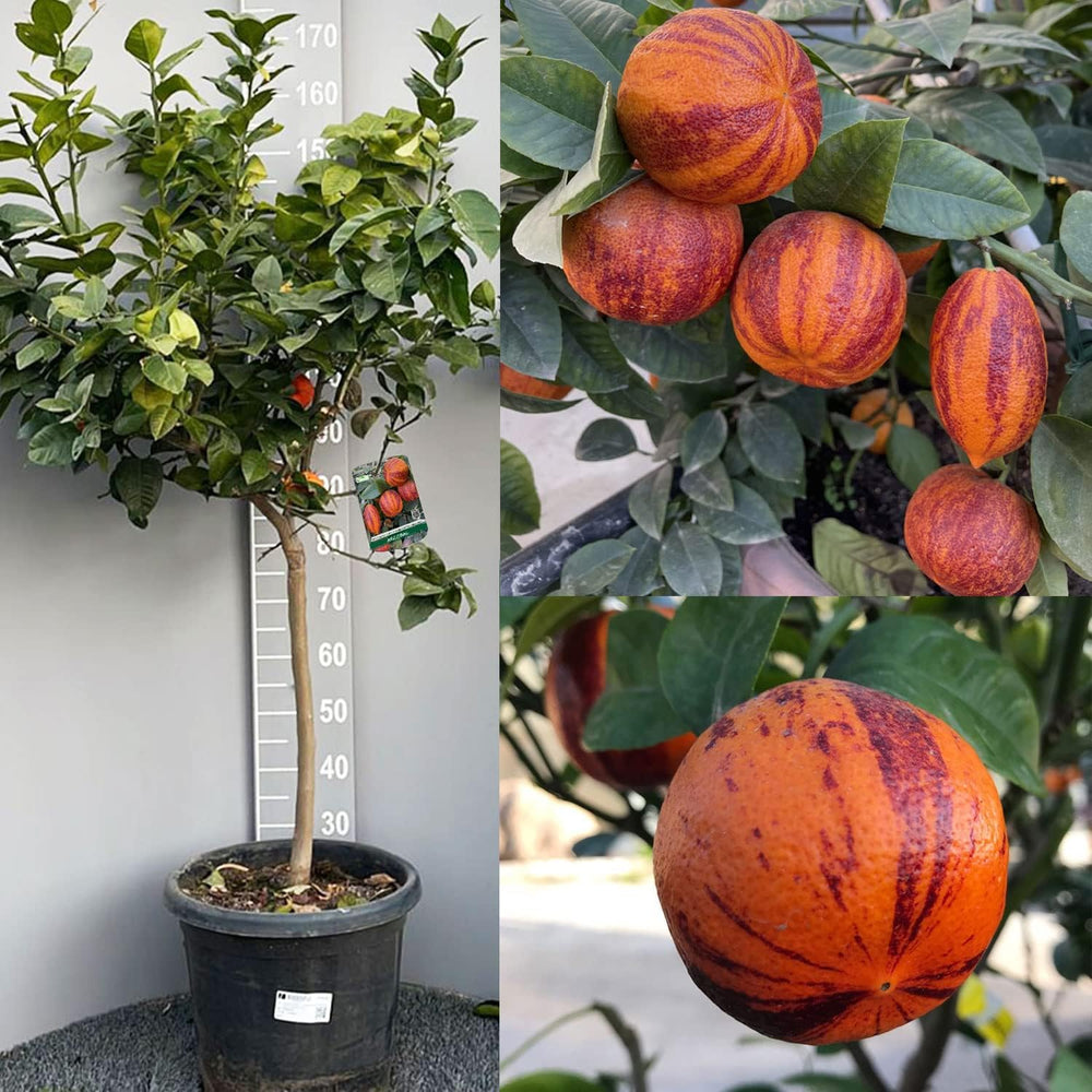 SAVINI VIVAI Zitronenpflanze, Zitrusbaum Lemon Arcobal Im 20 Cm Topf, Höhe 70 Cm, 2-3 Jahre Veredelung, Hergestellt in Italien