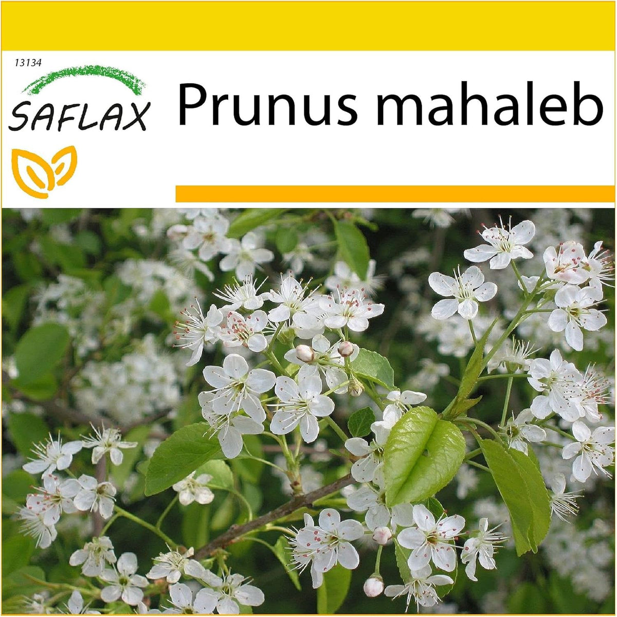 SAFLAX - Felsenkirsche - 30 Samen - Mit Keimfreiem Anzuchtsubstrat - Prunus Mahaleb