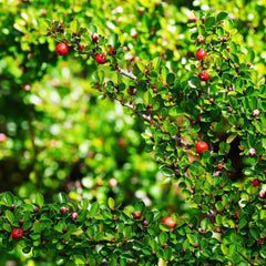Teppichmispel, Alte Sorten Bodendecker Cotoneaster Dammeri, Kaufen Blumensamen Balkonpflanzen Geschenke Für Gärtner 60Samen
