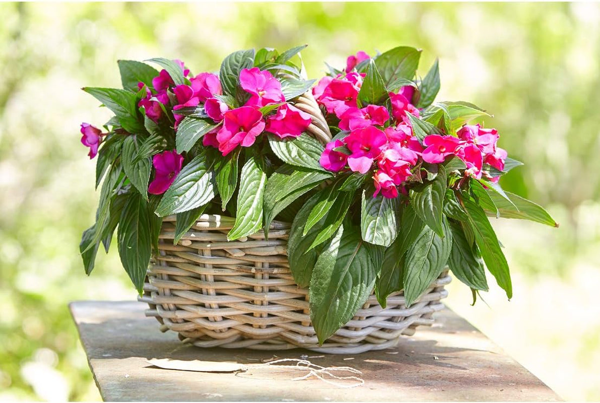 Coș de flori Dehner din ratan cu mâner, aprox. 46 x 39 x 18 cm, țesătură de ratan, gri/maro