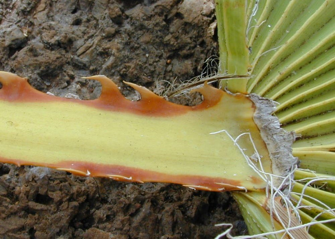 SAFLAX - Washingtonia Fächerpalme - 12 Samen - Mit Keimfreiem Anzuchtsubstrat - Washingtonia Robusta