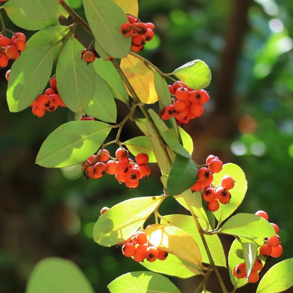 Teppichmispel, Blumensamen Bodendecker Cotoneaster Dammeri, Herbstblumen Winterhart Blühende Sträucher Winterhart Immergrün Geschenke Für Gärtner Zwergmispel 300Samen