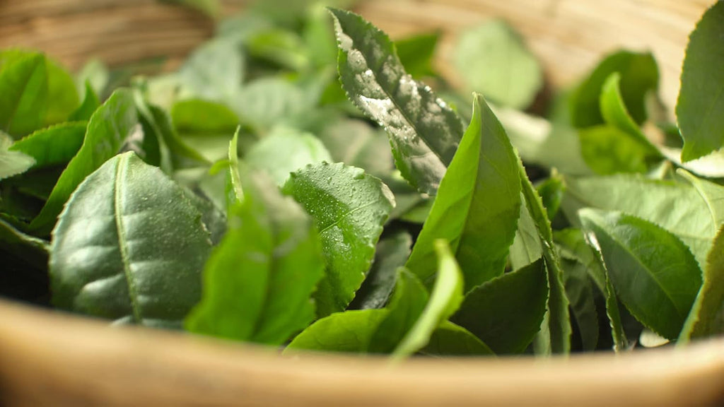 Meßmer Ceai verde fin | Frunze de ceai întregi | 150 g | Proaspăt și aromat | Vegan | Fără gluten | Fără lactoză