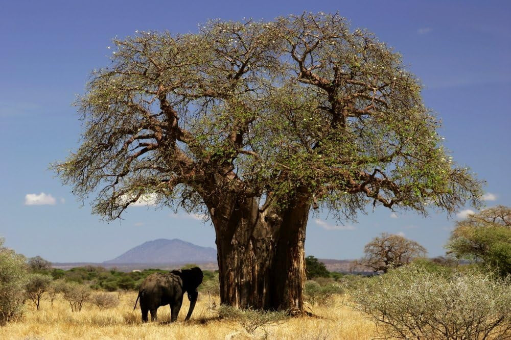 SAFLAX - Garden in the Bag - Afrikanischer Affenbrotbaum - 6 Samen - Mit Anzuchtsubstrat Im Praktischen, Selbst Aufstellenden Beutel - Adansonia Digitata