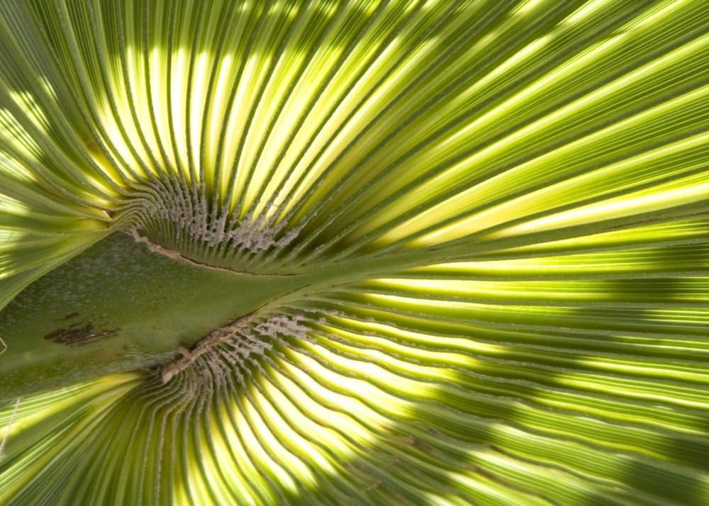 SAFLAX - Washingtonia Fächerpalme - 12 Samen - Mit Keimfreiem Anzuchtsubstrat - Washingtonia Robusta