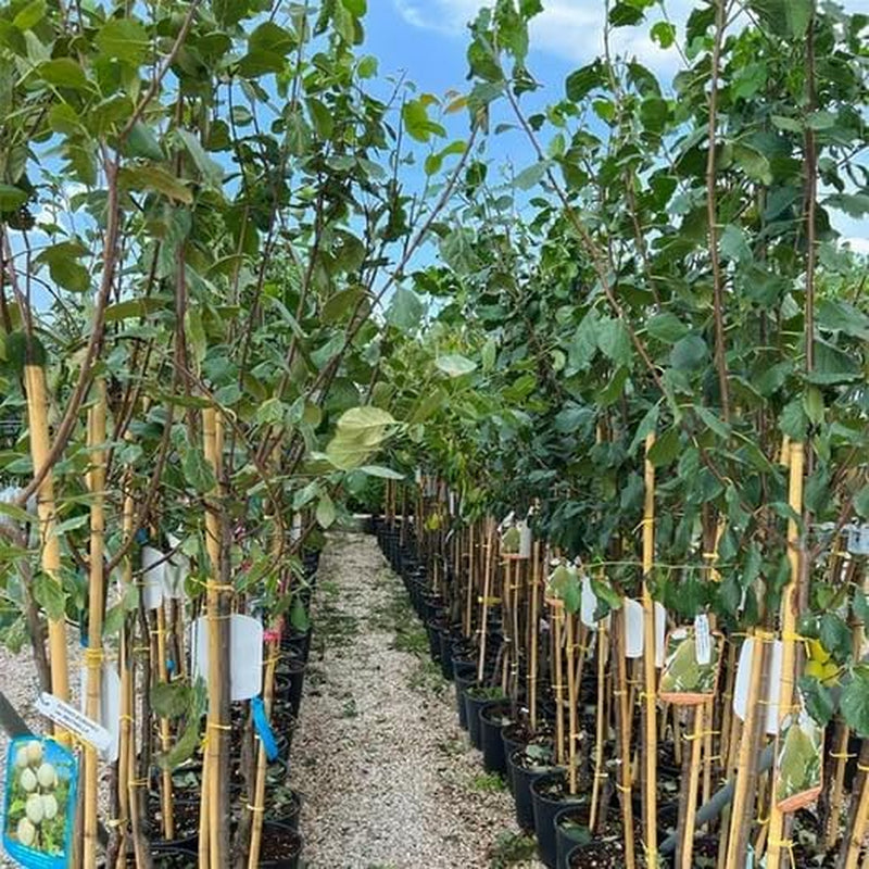 Fortune Pflaumen - Obstpflanze Auf Blumentopf 20 - Baum Max 170 Cm - 2 Jahre Anbau Italien
