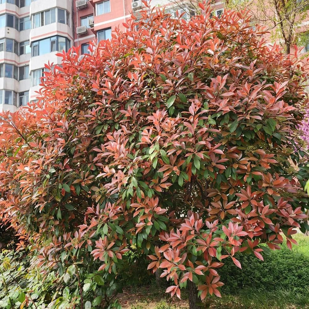 Rote Glanzmispelsamen, Red Robinsamen, Zimmerpflanzen Bio Deko Seltene, Balkon Stauden Blumengarten Steingartenpflanzen 300Pcs