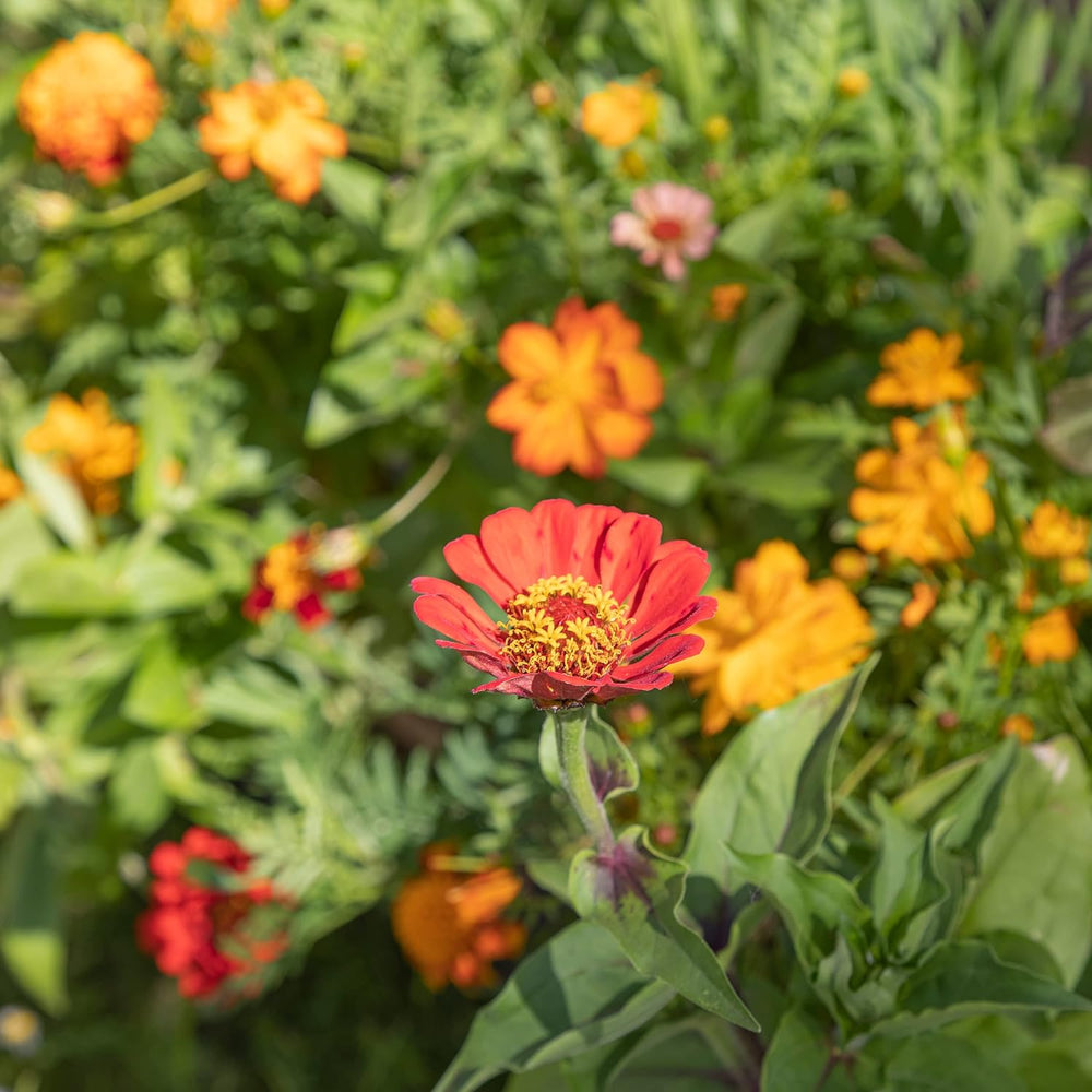 Színes erkélyes virágkeverék - 2 prémium erkélyes virágmag-szőnyeg Könnyen termeszthető nyári virágok és vadvirágmagok saját termesztésű rovarbarát egynyári magokból