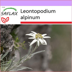SAFLAX - Heilpflanzen - Edelweiss - 500 Samen - Leontopodium Alpinum