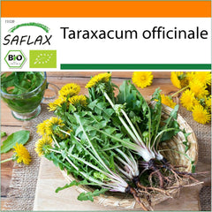 SAFLAX - BIO - Pitypang - 400 mag - Taraxacum officinale