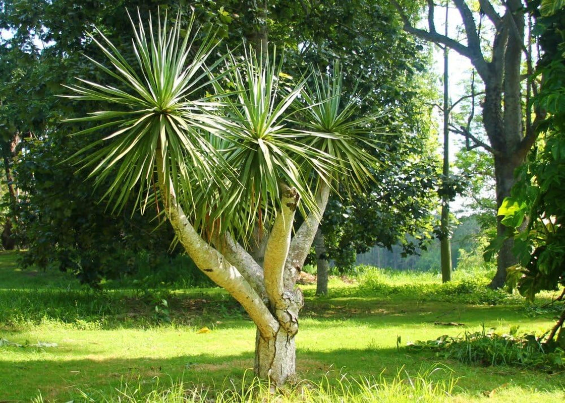 SAFLAX - Drachenbaum - 5 Samen - Mit Keimfreiem Anzuchtsubstrat - Dracaena Draco