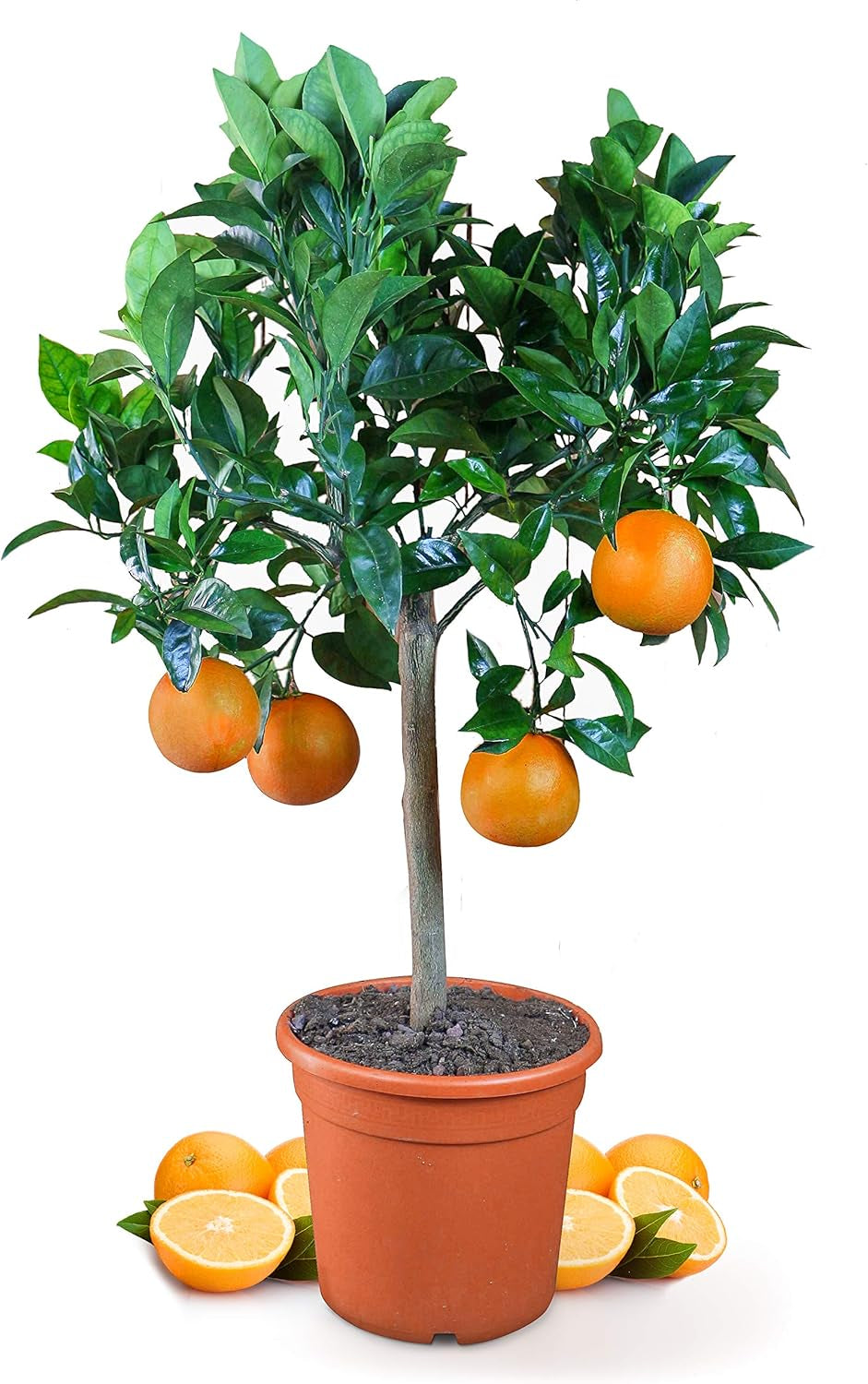 Narancs a My Oranjeria-ból - valódi narancs - citrusfélék - Citrus sinensis - Narancs - oltott narancs kertészeknek (Mezzo [M])