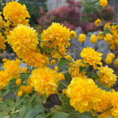 Ranunkelstrauch, Seltene Balkonpflanzen Alte Sorten Schnittblumen Blumensamen Gastgeschenk Hecken 35Samen