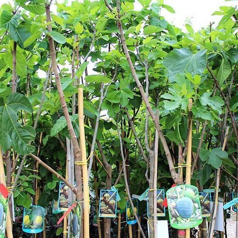 Feigenbaum Fillacciano – Obstpflanze – Alte Sorte Topf Ø 26 Cm, Max. Wuchshöhe 180 Cm – Alter: 4 Jahre - Italienische Baumschule