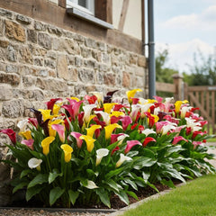 Calla Lilien Zwiebeln Winterhart Mehrjährig - Zantedeschia - 10 große Blumenzwiebeln, 5 Sorten Mix - Echte Pflanzen aus Holland - für Garten und Topf (große Knollen, kein Samen und nicht künstlich)