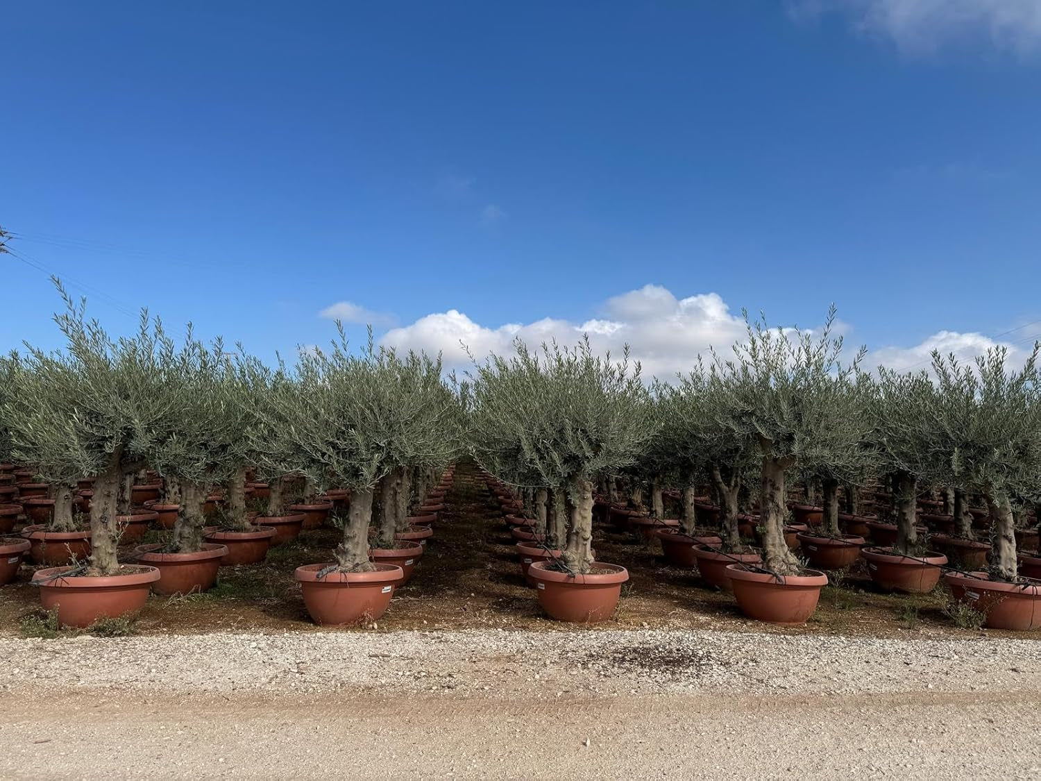 Sunny Tree Olivenbaum Olive '25 Jahre' 160 Cm, A+ Qualität, Winterhart, Olea Lechin Winterhart -18