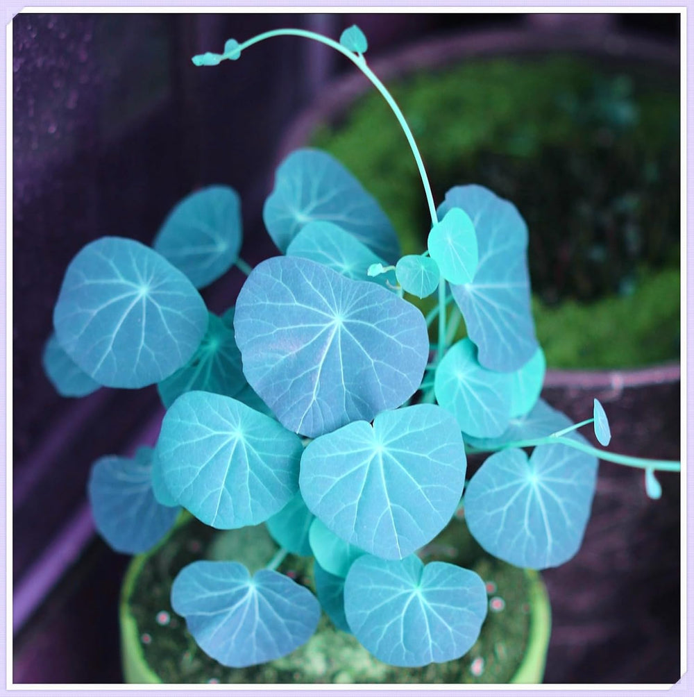 Virághagyma keverék, Mystery Magic Hagyma, Hardy Planting, Winter Hardy Évelő Virághagyma, Hardy Hagyma - 3 Orchidea hagyma