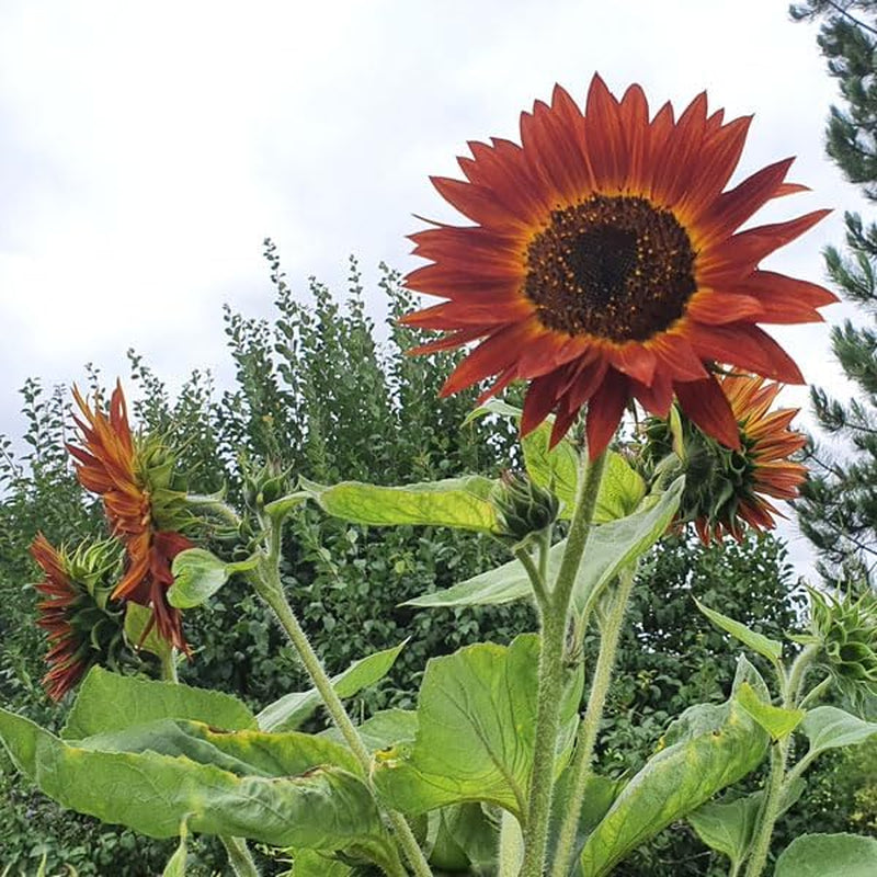 Plant Grow Gift Kit - Sunflower Sunset, cserepekkel, szubsztrátummal és termesztési útmutatóval