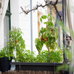 Balkon Tomaten Samen Für Ca 5X Tomaten Pflanze Theo : Premium Tomatensamen Für Kinder Und Erwachsene – Gemüse Samen – Garten Und Balkontomaten Samen – Gemüse Saatgut Für Kids – Saatgut Balkon Owngrown