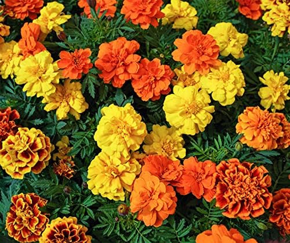 La Verde A KERTEM ÉS ÉN. Tagetes Bonita Keverje össze a virágmagvakat kb. 100 növény, hosszan virágzó körömvirág, dupla virágok, nem GMO magvak