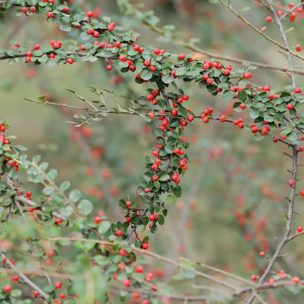 Teppichmispel, Bodendecker Cotoneaster Dammeri, Blumensamen Gastgeschenk Für Sonnige Plätze Kaufen 80Samen