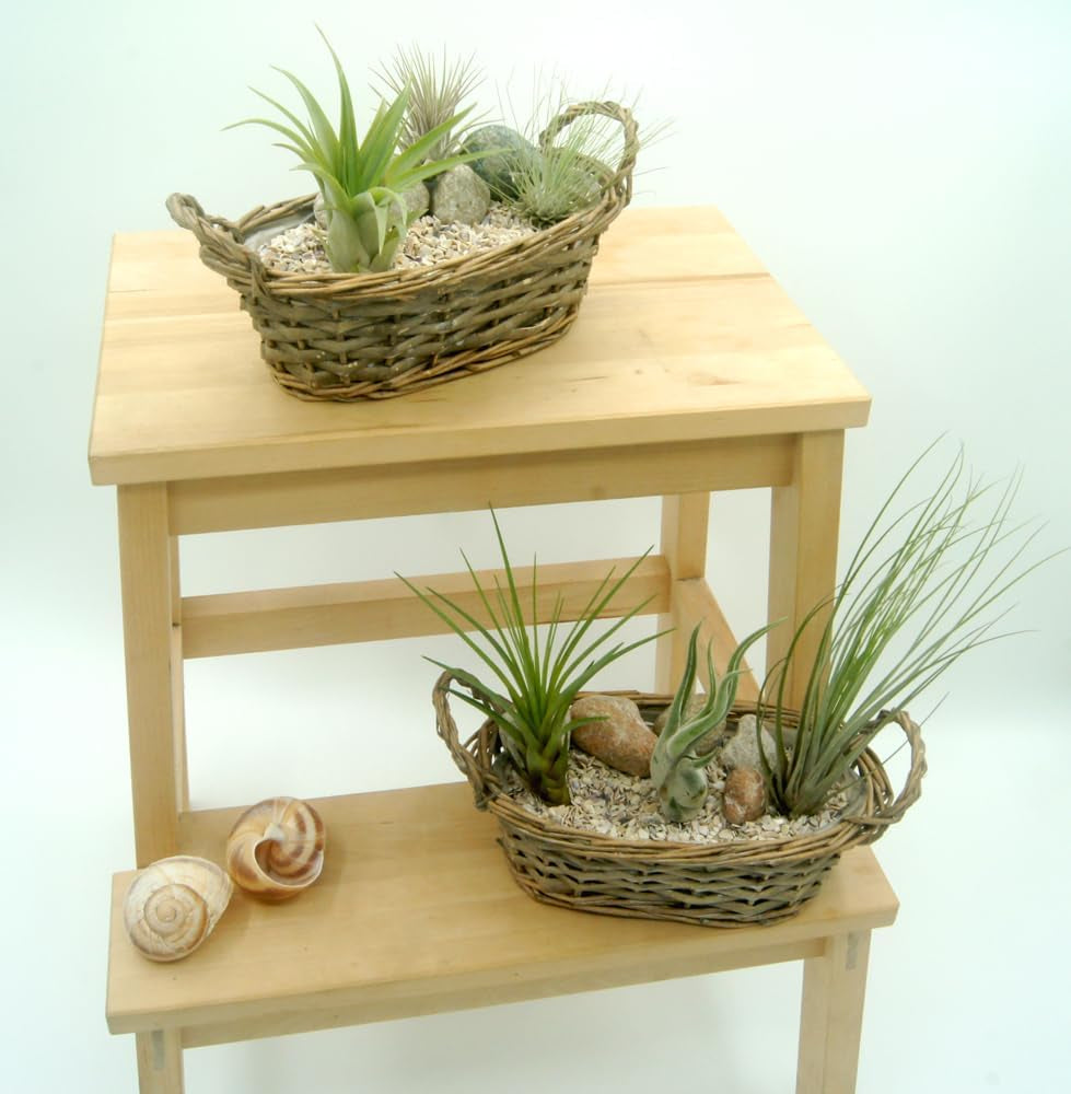 Tillandsien 5Er-Mix Mit EXTRA T. Fuchsii Var Gracilis, Luftreinigende Air Plants, Pflegeleicht, Natürliche Deko, Gärtnereizucht