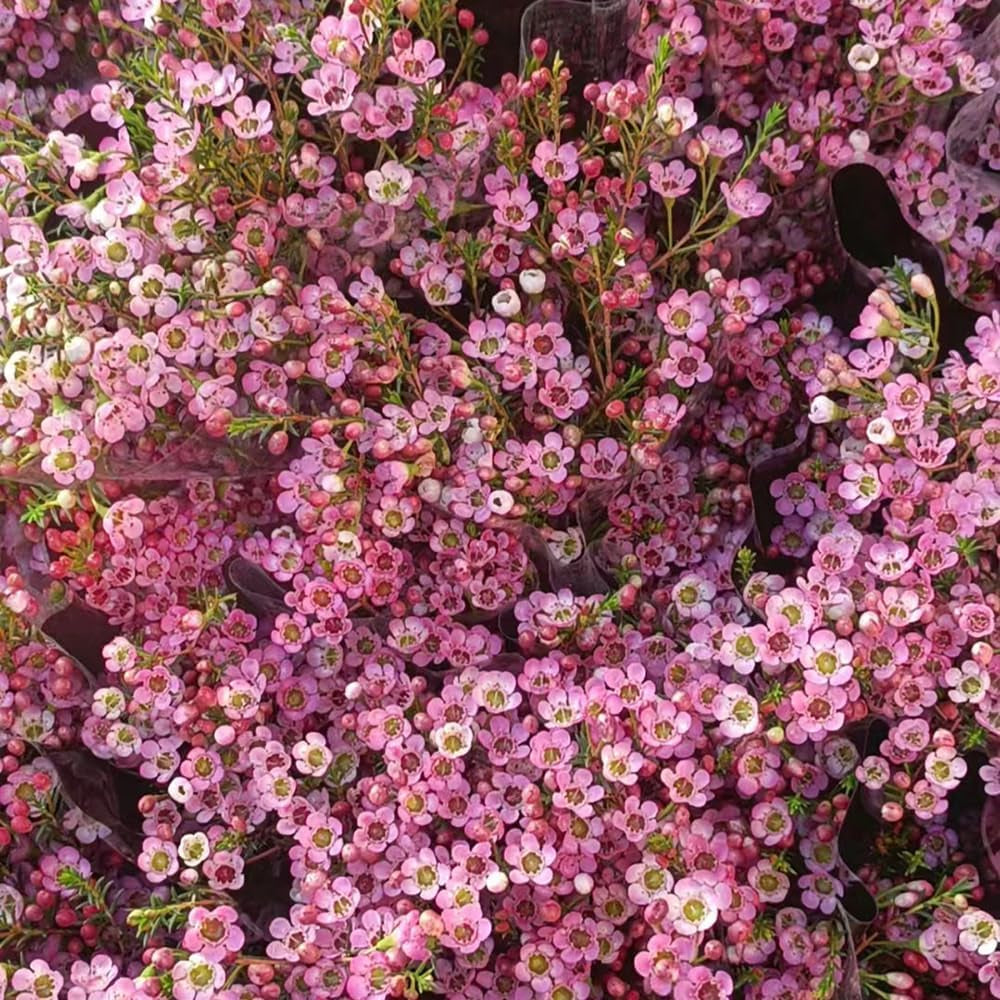 Chamelaucium Uncinatum Bonsaibaum Kletterpflanzen Garten Baumsamen Bonsai Exotische Bio Grünpflanzen Herbst Deko Wohnzimmer Balkon Zimmerbonsai Schnittblumen Topfpflanzen Nachhaltige 10Samen
