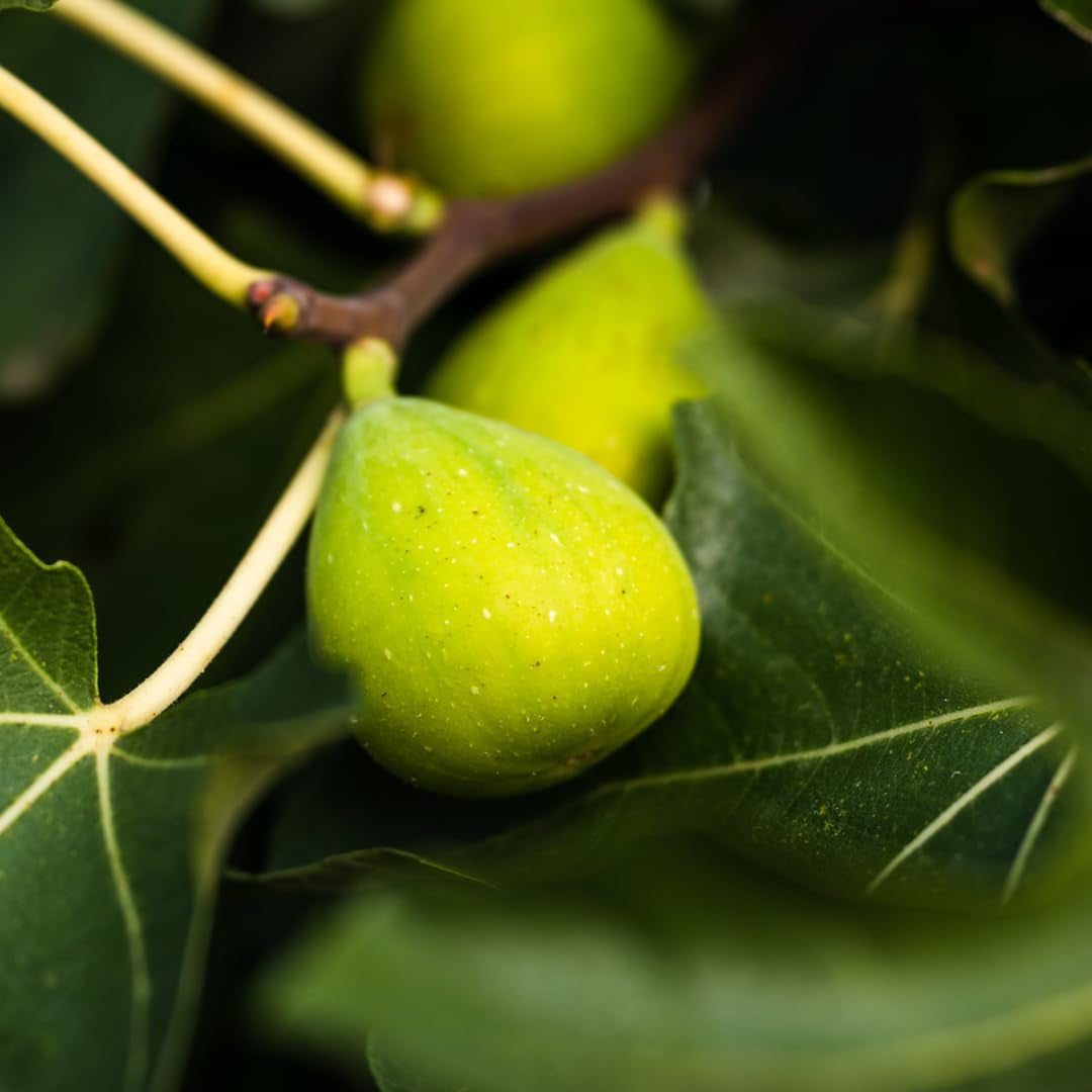 Feigenbaum Fillacciano – Obstpflanze – Alte Sorte Topf Ø 26 Cm, Max. Wuchshöhe 180 Cm – Alter: 4 Jahre - Italienische Baumschule
