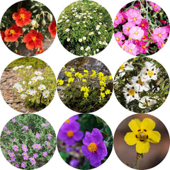 Zistrose Hecken Sträucher Herbst Deko Zistrosesamen Deko Wohnzimmer Balkon Sommerblumen Topfpflanzen Nachhaltige Geschenke Exotische Bio Grünpflanzen Blumensamen Gastgeschenk 160Samen