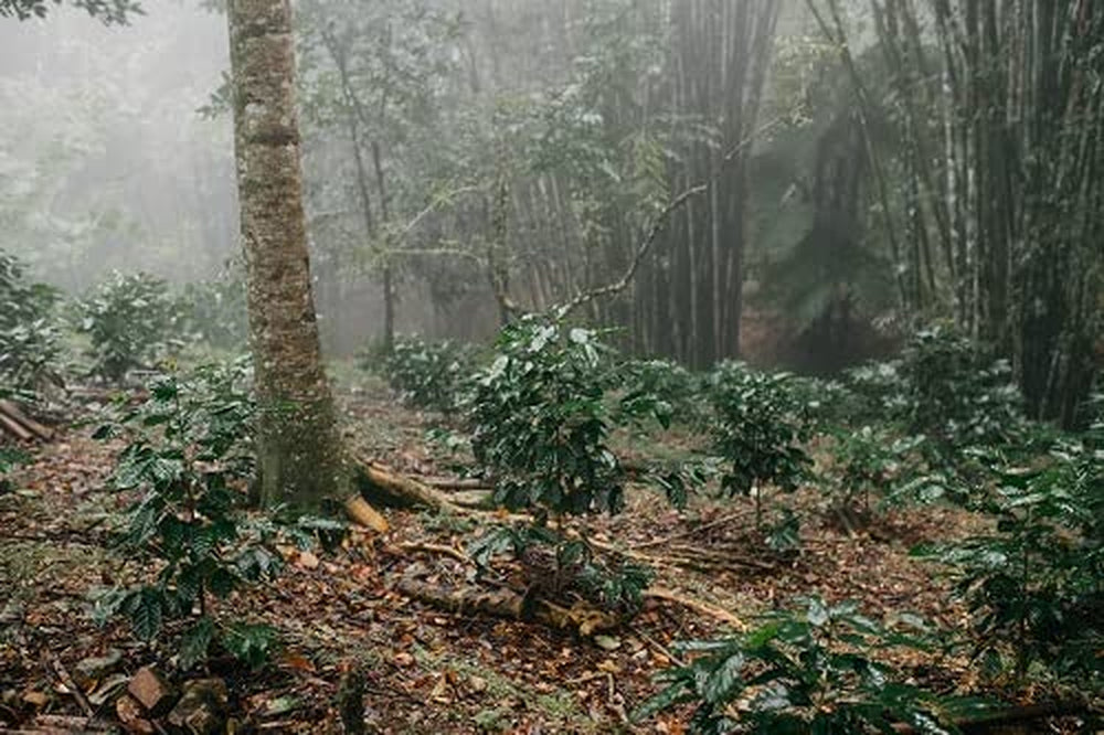 Cafea Arabica mexicană Procurador 1000g