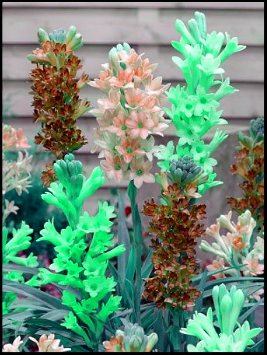 Virághagyma keverék, Mystery Magic Hagyma, Hardy Planting, Winter Hardy Évelő Virághagyma, Hardy Hagyma - 3 Orchidea hagyma