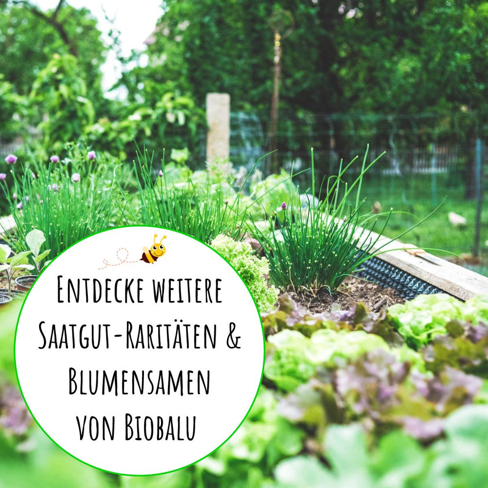 Tomatensamen Bio - 10 Alte Sorten in Einzelpackungen - Historisches Saatgut Set Tomaten, Saatgut Raritäten in Bioqualität, Samenfeste & Seltene Tomatensorten Für - Geschenkset