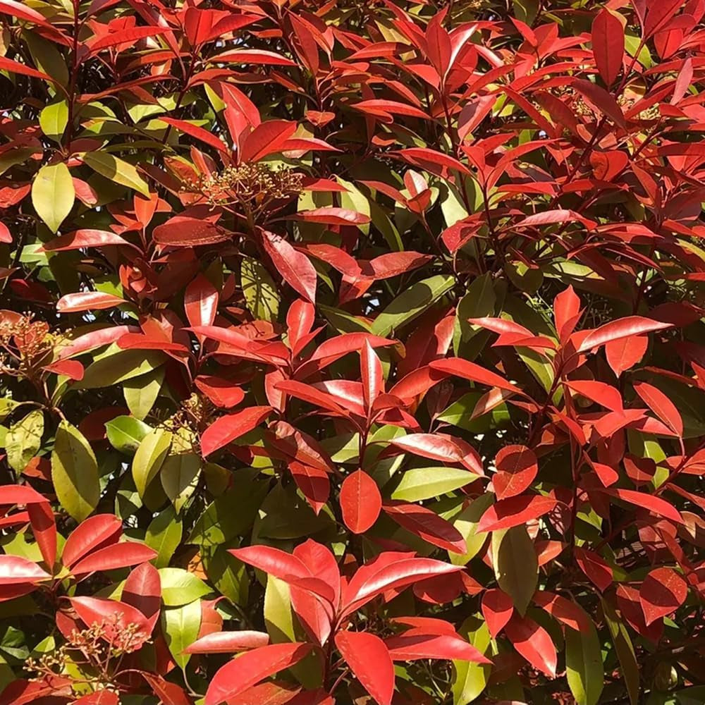 Glanzmispel Red Robin - Balkonpflanzen Outdoor Exotische Blühende Sträucher Winterhart Hecken Sträucher Garten Schnell Wachsende Sträucher Gartendeko Für Draußen Bodendecker Bio 700Samen