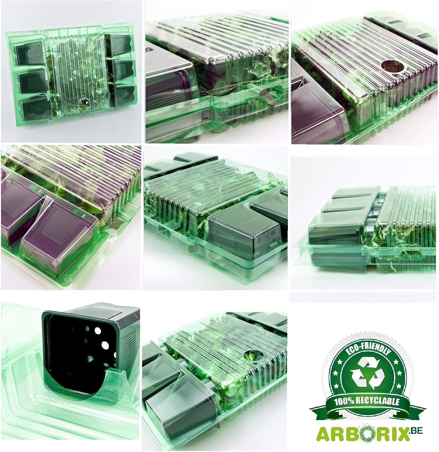 6 x Garten Scheinsonnenhut 'Doubledecker' - Echinacea Purpurea 'Doubledecker' Pot 9x9cm: Doppelte Blüten, einzigartige Optik, zieht Bienen an, ideális für Gärten.