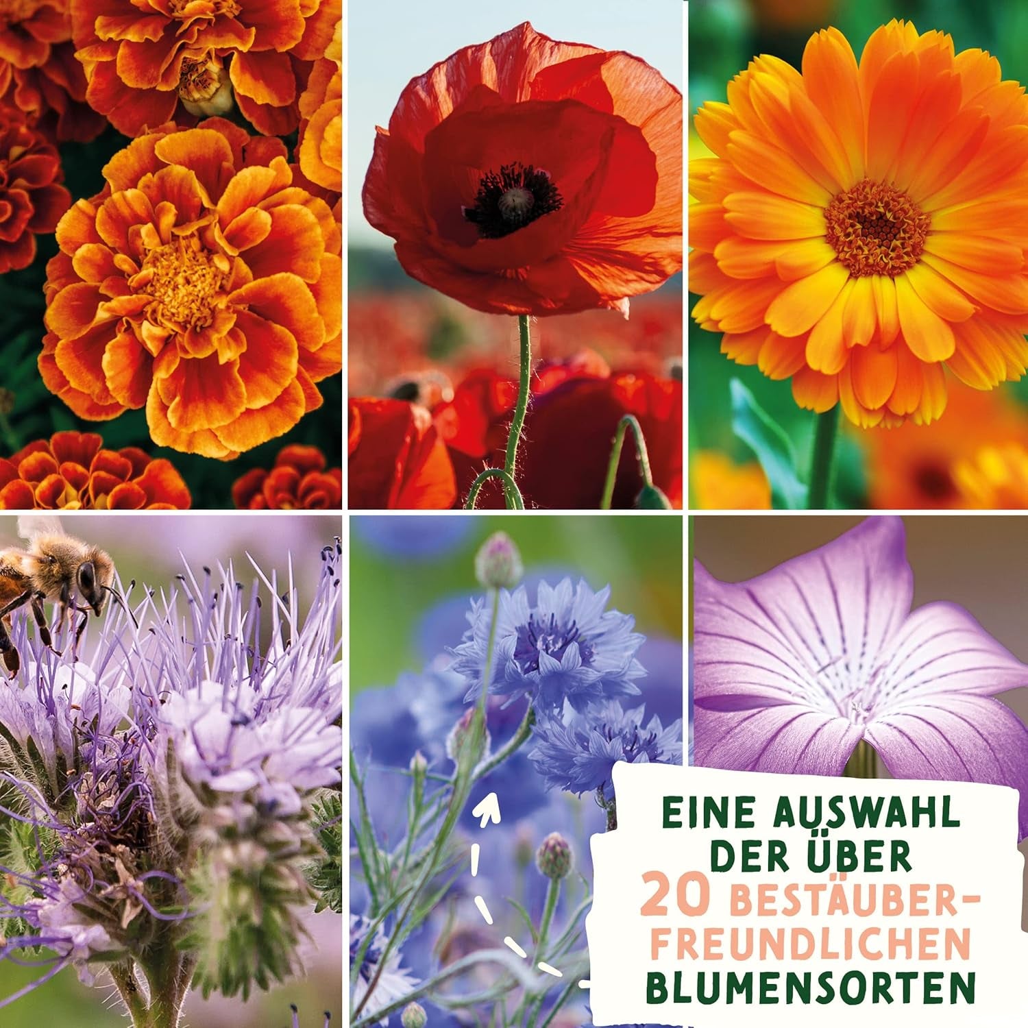 Vadvirág-réti magvak | Húsvéti ajándék virágmagok, húsvéti fűmagok | Húsvéti virágmagok és húsvéti ajándékok gyerekeknek | Vadvirágmag | Csomag magok egy vadvirágos réthez