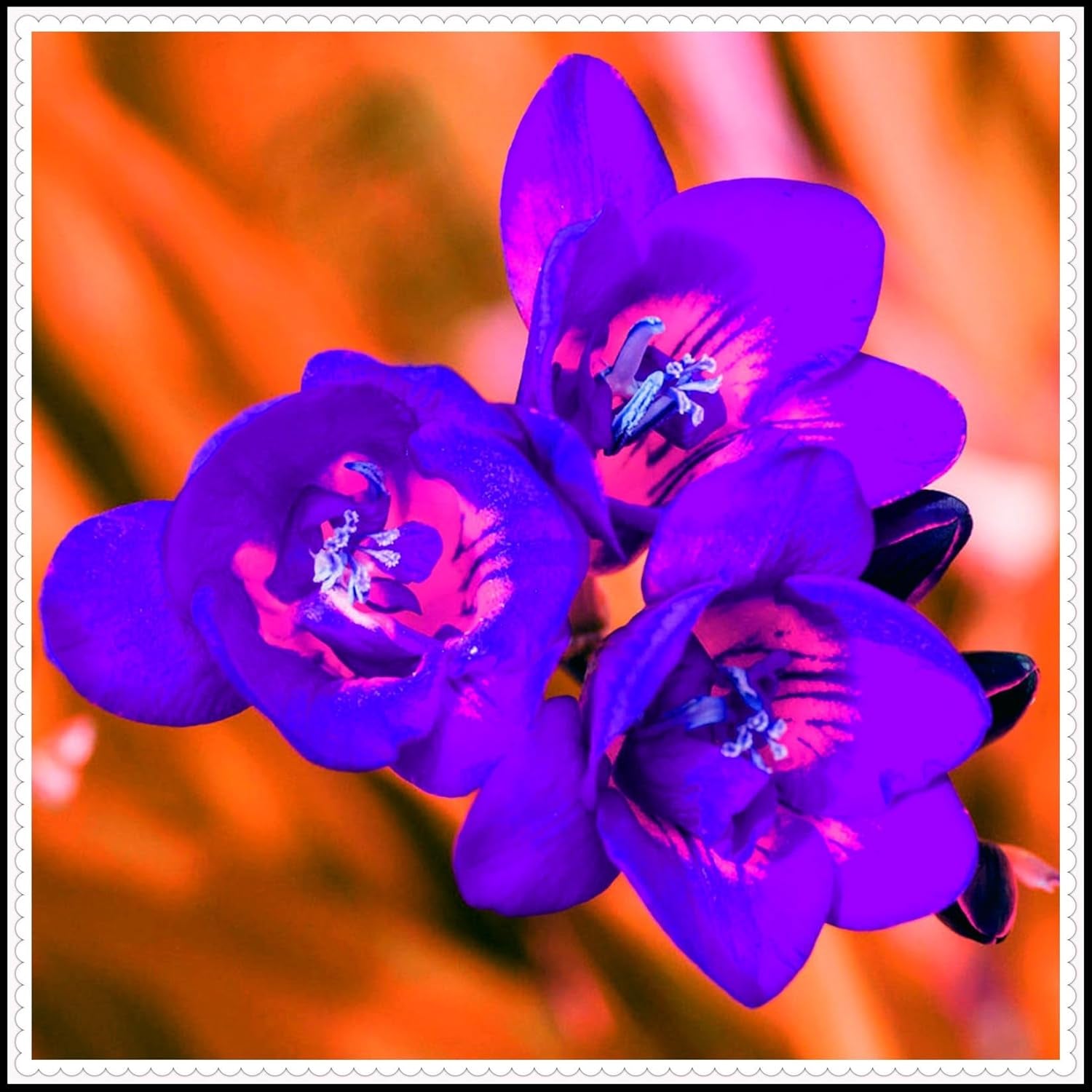 Virághagyma keverék, Mystery Magic Hagyma, Hardy Planting, Winter Hardy Évelő Virághagyma, Hardy Hagyma - 3 Orchidea hagyma