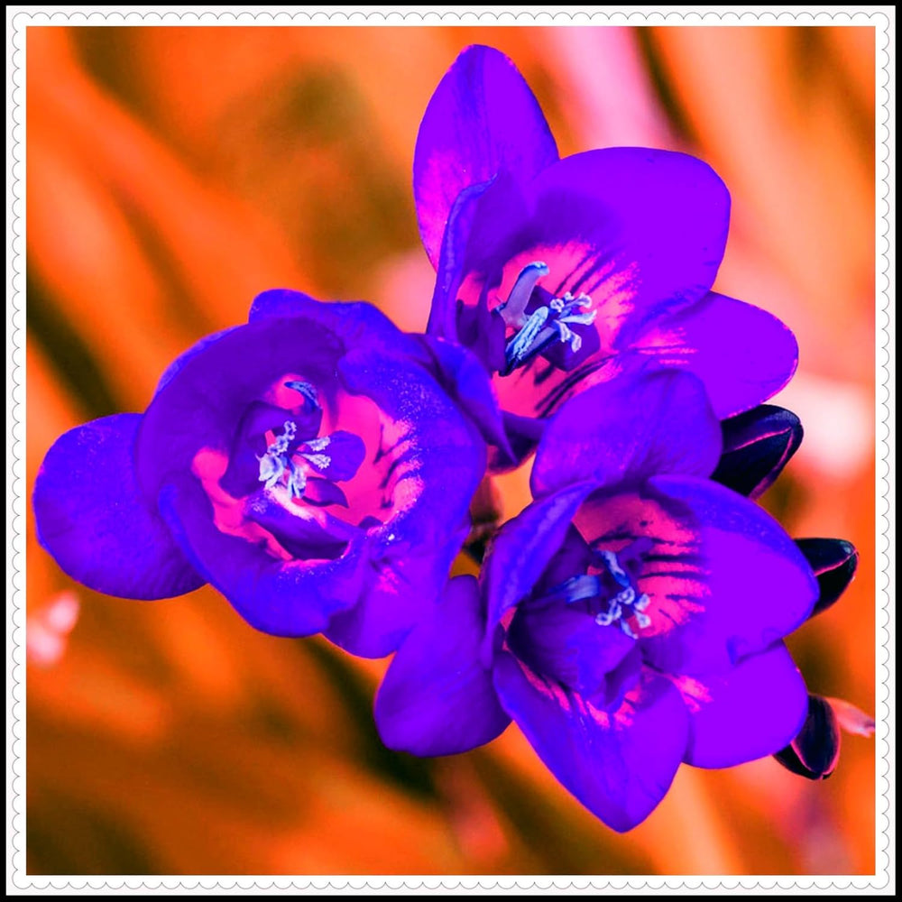 Virághagyma keverék, Mystery Magic Hagyma, Hardy Planting, Winter Hardy Évelő Virághagyma, Hardy Hagyma - 3 Orchidea hagyma