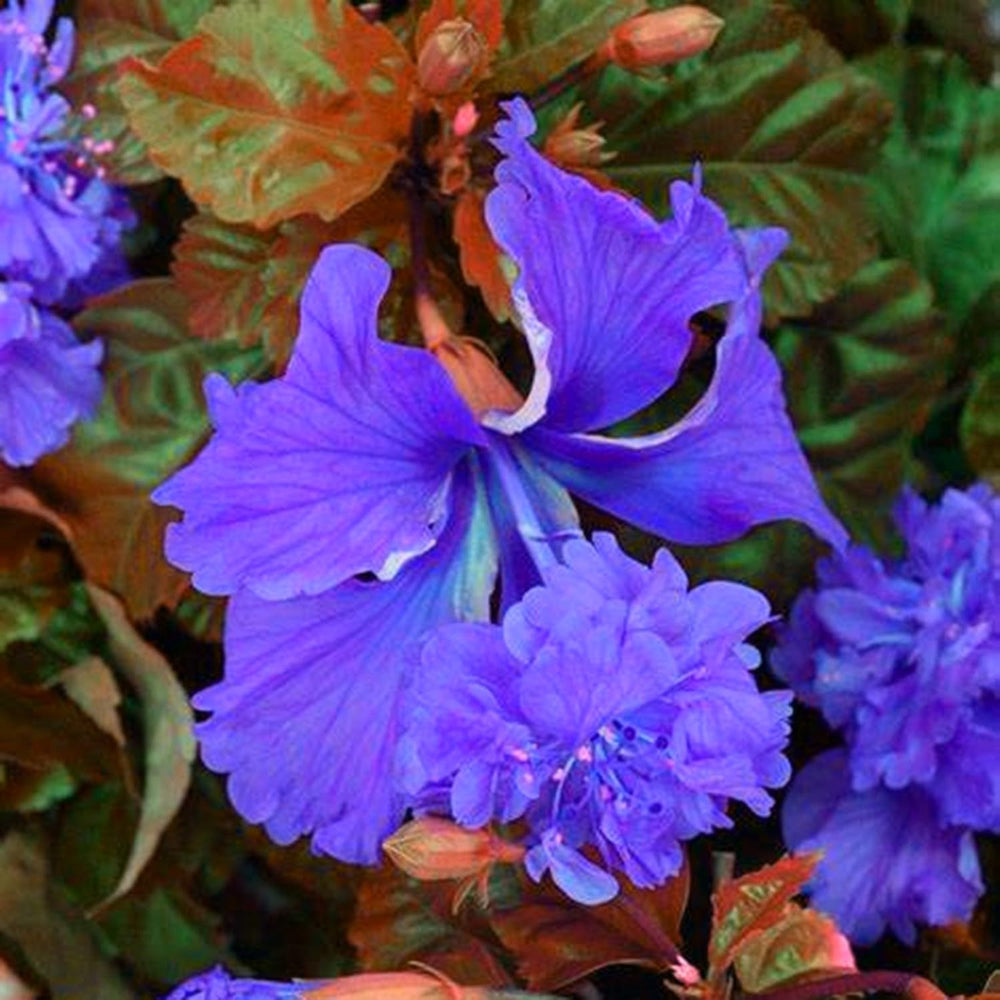 Lebende Pflanzen, Mehrjährige Blumenzwiebel ist winterhart, Winterhart pflanzen, Mysteriöse magische Glühbirne, Blumenzwiebel Mix-4 Oxalis Triangularis Blumenzwiebeln