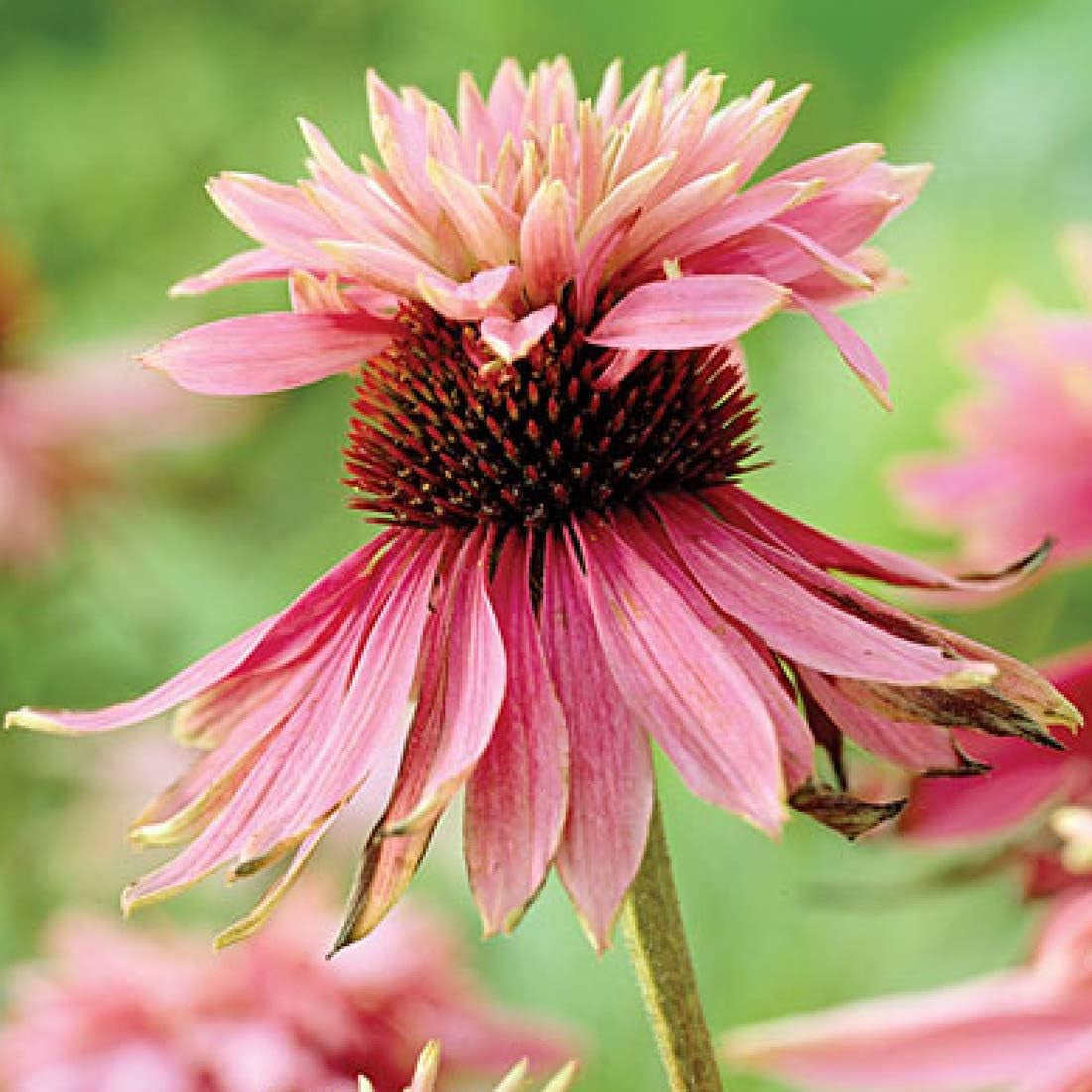 6 x Garten Scheinsonnenhut 'Doubledecker' - Echinacea Purpurea 'Doubledecker' Pot 9x9cm: Doppelte Blüten, einzigartige Optik, zieht Bienen an, ideális für Gärten.